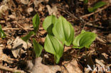 May Lily (Maianthemum bifolium)