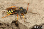 Wasp-bee (Nomada sexfasciata)