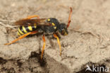 Grote wespbij (Nomada sexfasciata)