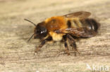 Megachile nigriventris