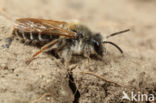 Wikkebij (Andrena lathyri)