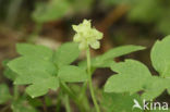 Muskuskruid (Adoxa moschatellina)