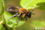 Bosbesbij (Andrena lapponica)