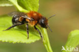 Bosmetselbij (Osmia uncinata)