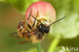 Rosse metselbij (Osmia bicornis)