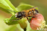 Rosse metselbij (Osmia bicornis)