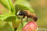 Rosse metselbij (Osmia bicornis)