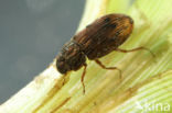 Helophorus strigifrons