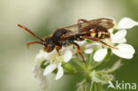 Nomada conjungens