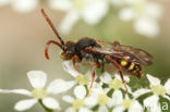 Langsprietwespbij (Nomada conjungens)