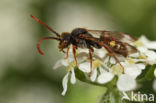 Langsprietwespbij (Nomada conjungens)