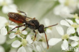 Wasp-bee (Nomada fabriciana)