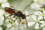 Roodzwarte dubbeltand (Nomada fabriciana)