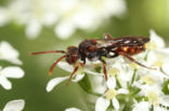 Nomada conjungens