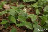 Dalkruid (Maianthemum bifolium)