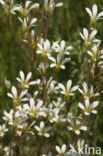 Knolsteenbreek (Saxifraga granulata)