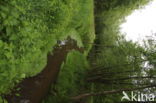 brook