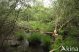 Europese bever (Castor fiber)