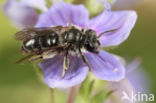 Andrena viridescens