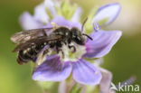 Groene zandbij (Andrena viridescens)