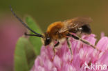 Long-horned Bee (Eucera longicornis)