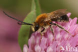 Gewone langhoornbij (Eucera longicornis)