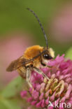 Long-horned Bee (Eucera longicornis)