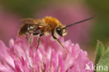 Gewone langhoornbij (Eucera longicornis)