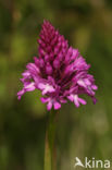 Hondskruid (Anacamptis pyramidalis)