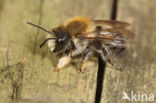 Megachile nigriventris