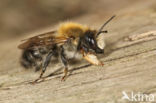 Megachile nigriventris