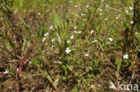 Marsh Speedwell (Veronica scutellata)