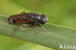 Kalkbollenzwever (Eumerus tricolor)