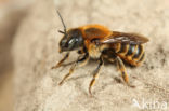 Gouden slakkenhuisbij (Osmia aurulenta)