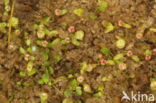 Six-stamened Waterwort (Elatine hexandra)