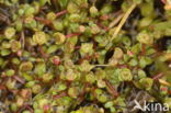 Six-stamened Waterwort (Elatine hexandra)