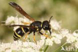 Gymnomerus laevipes