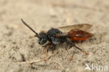 Wasp-bee (Nomada fabriciana)