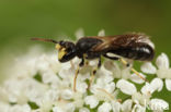 Rinks maskerbij (Hylaeus rinki)