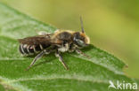 Zwartgespoorde houtmetselbij (Osmia leucomelana)