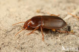 Smaragdkruiper (Harpalus smaragdinus)