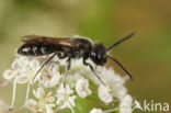 Halfgladde dwergzandbij (Andrena semilaevis)