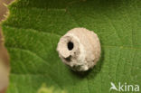 Potter Wasp (Eumenes spec.)