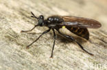 Golden-haired Robber Fly (Choerades marginata)