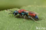 Chrysis viridula