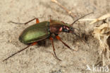 Zwartsprietfluweelloper (Chlaenius nigricornis)