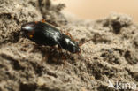 Klein Groefkoppriempje (Bembidion assimile)