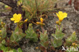 Moerashertshooi (Hypericum elodes)