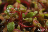 Six-stamened Waterwort (Elatine hexandra)