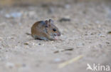 long-tailed field mouse (Apodemus sylvaticus)